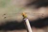 Sympetrum sanguineum